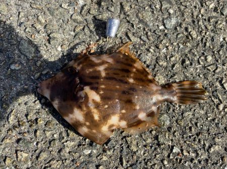 カワハギシーズンイン！！